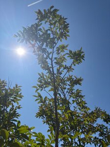 Lagerstroemia indica 225-250 cm cont. 90L meerstammig