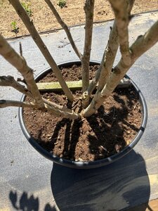 Lagerstroemia 'Muskogee' lavendelpaars 250-300 cm cont. 90L meerstammig