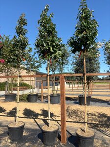 Lagerstroemia 'Natchez' WIT 12-14 Hoogstam cont. 35L
