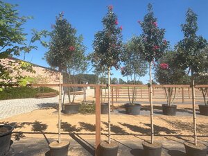 Lagerstroemia 'Tuscarora' ROOD 12-14 Hoogstam cont. 35L
