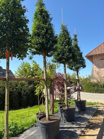 Prunus lusitanica 'Angustifolia' 20-25 STA cont. 150L - image 5