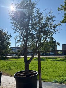 Quercus suber 400-450 cm cont. 500L meerstammig