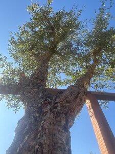 Quercus suber 400-450 cm cont. 500L multi-stem - image 3
