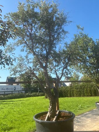 Quercus suber 400-450 cm cont. 500L multi-stem - image 2