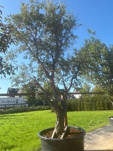 Quercus suber 400-450 cm cont. 500L multi-stem - image 2
