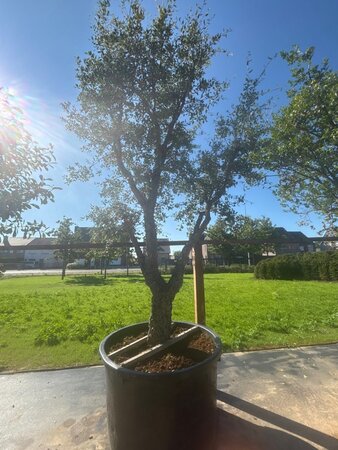 Quercus suber 400-450 cm cont. 500L multi-stem - image 4