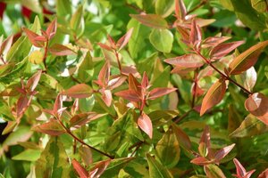 Abelia grandiflora 60-80 cm cont. 10L