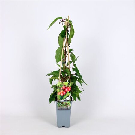 Actinidia a. 'Ananasnaya'♀ 70 cm vierkant 2L