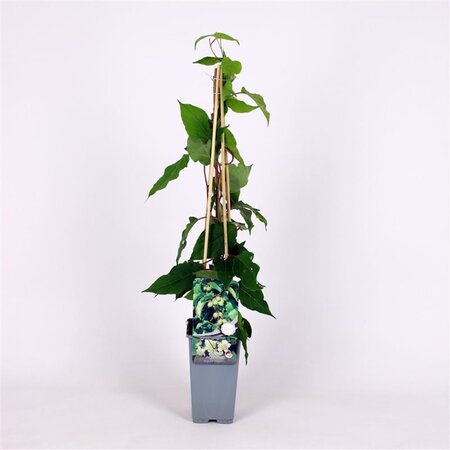Actinidia a. 'Bayern' ♀ 70 cm vierkant 2L