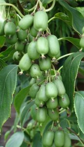 Actinidia arguta geen maat specificatie cont. 2,0L
