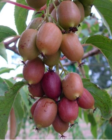 Actinidia arguta geen maat specificatie cont. 2,0L - afbeelding 5