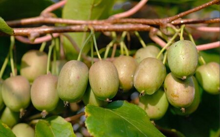 Actinidia arguta geen maat specificatie cont. 2,0L - afbeelding 2