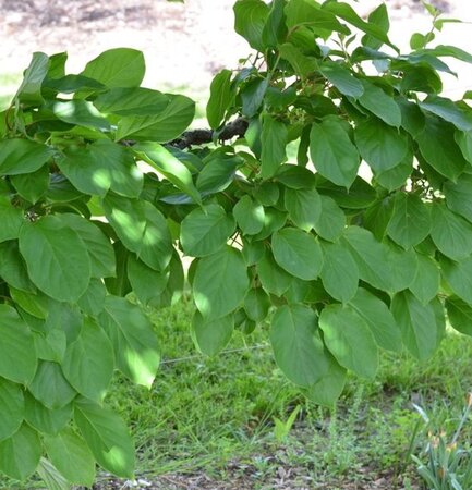Actinidia arguta geen maat specificatie cont. 2,0L - afbeelding 3