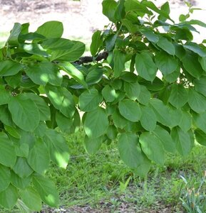 Actinidia arguta geen maat specificatie cont. 2,0L - afbeelding 3