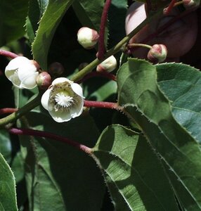 Actinidia arguta geen maat specificatie cont. 2,0L - afbeelding 4