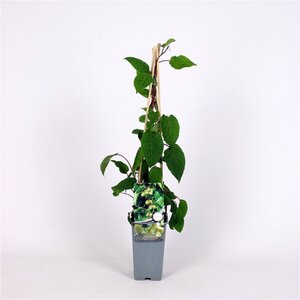 Actinidia a. 'Weiki' ♂ 70 cm vierkant 2L - afbeelding 2