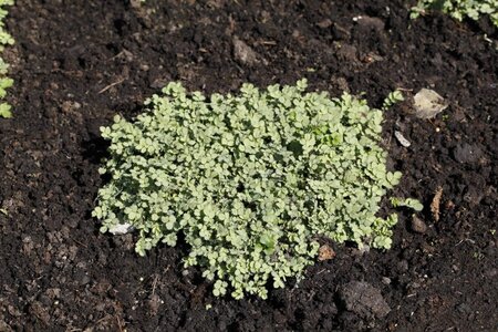 Acaena buchananii geen maat specificatie 0,55L/P9cm - afbeelding 3
