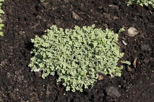 Acaena buchananii geen maat specificatie 0,55L/P9cm - afbeelding 3