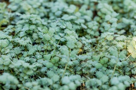 Acaena buchananii geen maat specificatie 0,55L/P9cm - afbeelding 2