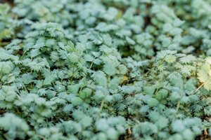 Acaena buchananii geen maat specificatie 0,55L/P9cm - afbeelding 2