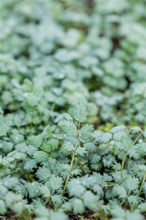 Acaena buchananii geen maat specificatie 0,55L/P9cm - afbeelding 1