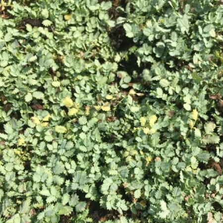 Acaena buchananii geen maat specificatie 0,55L/P9cm - afbeelding 4