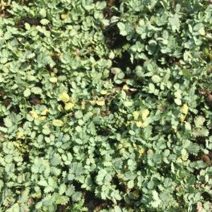 Acaena buchananii geen maat specificatie 0,55L/P9cm - afbeelding 4