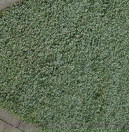 Acaena buchananii geen maat specificatie 0,55L/P9cm - afbeelding 5