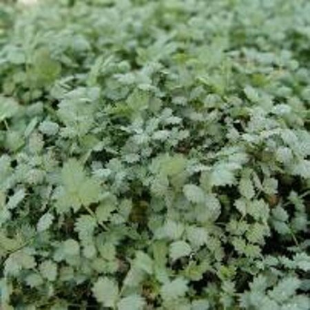 Acaena buchananii geen maat specificatie 0,55L/P9cm - afbeelding 6