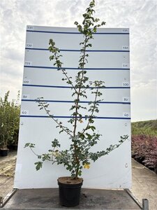 Acer campestre 175-200 cm cont. 7,5L - afbeelding 2