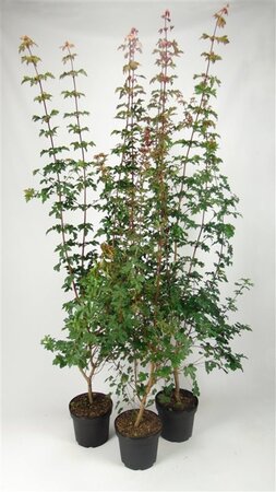 Acer campestre 175-200 cm cont. 7,5L
