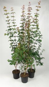 Acer campestre 175-200 cm cont. 7,5L