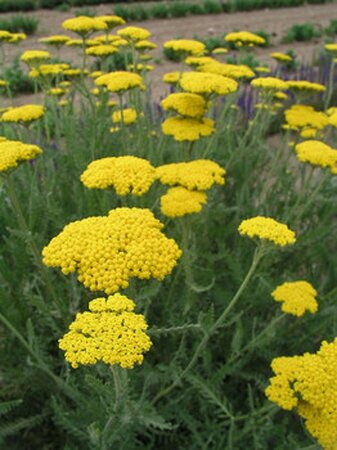 Achillea 'Coronation Gold' geen maat specificatie 0,55L/P9cm - afbeelding 4