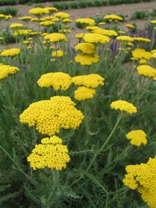Achillea 'Coronation Gold' geen maat specificatie 0,55L/P9cm - afbeelding 4
