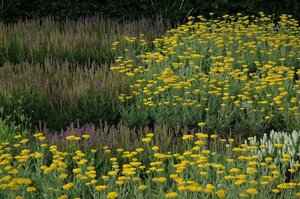 Achillea 'Coronation Gold' geen maat specificatie 0,55L/P9cm