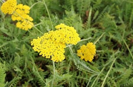 Achillea 'Coronation Gold' geen maat specificatie 0,55L/P9cm - afbeelding 5