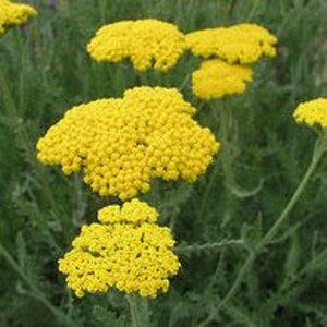 Achillea 'Coronation Gold' geen maat specificatie 0,55L/P9cm - afbeelding 6