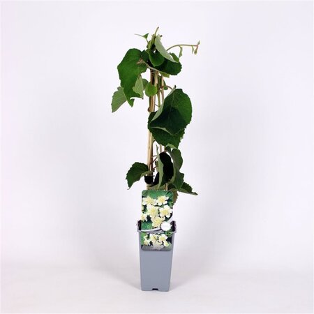 Actinidia deliciosa 'Atlas' ♂ 70 cm vierkant 2L - afbeelding 4