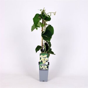 Actinidia deliciosa 'Atlas' ♂ 70 cm vierkant 2L - afbeelding 4