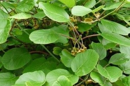 Actinidia deliciosa 'Atlas' ♂ 70 cm vierkant 2L - afbeelding 1