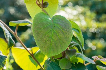 Actinidia deliciosa 'Hayward' ♀ 70 cm vierkant 2L - afbeelding 1