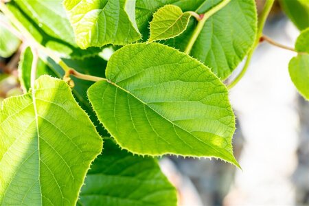 Actinidia deliciosa 'Jenny' ♀♂ 70 cm vierkant 2L - afbeelding 1