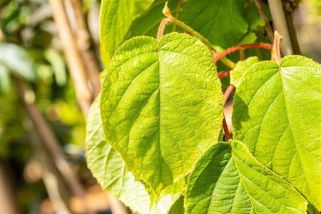 Actinidia deliciosa 'Solo' ♀♂ 70 cm vierkant 2L