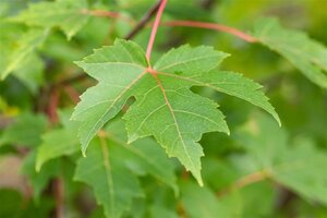 Acer freemanii 'Autumn Blaze' = 'Jeffersred' 14-16 Hoogstam draadkluit 2 X verplant