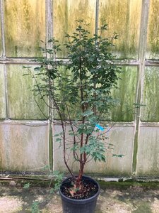 Acer griseum 150-175 cm cont. 35L - afbeelding 2