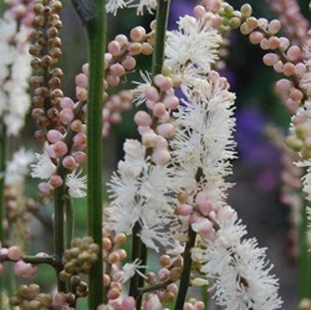 Actaea japonica 'Cheju-do'= 'Silver Dance' (verouderd) geen maat specificatie 0,55L/P9cm - afbeelding 1
