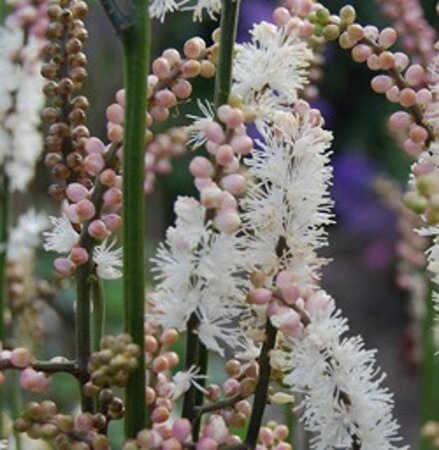 Actaea japonica 'Cheju-do'= 'Silver Dance' (verouderd) geen maat specificatie 0,55L/P9cm - afbeelding 2
