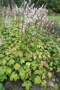 Actaea japonica 'Cheju-do'= 'Silver Dance' (verouderd) geen maat specificatie 0,55L/P9cm - afbeelding 4