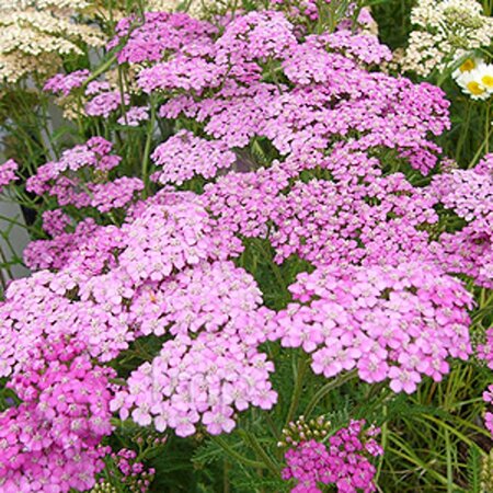 Achillea m. 'Lilac Beauty' geen maat specificatie 0,55L/P9cm - afbeelding 2