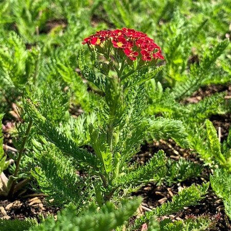 Achillea m. Milly Rock Red geen maat specificatie 0,55L/P9cm - afbeelding 1